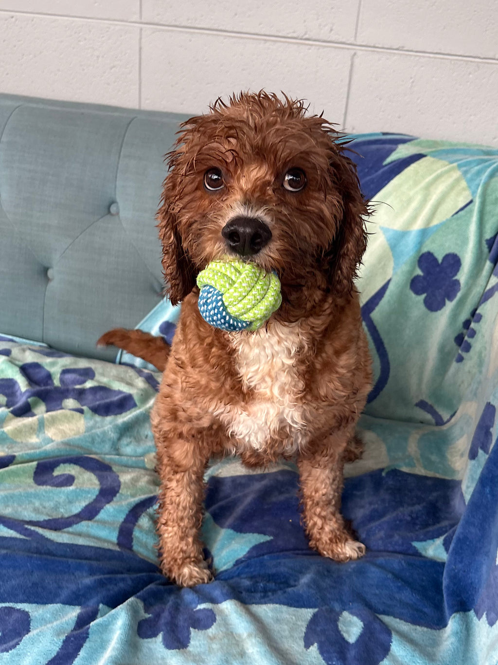 Knotted Rope Play Ball