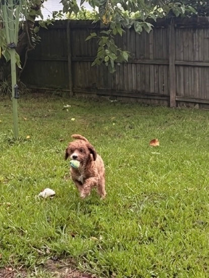 Knotted Rope Play Ball