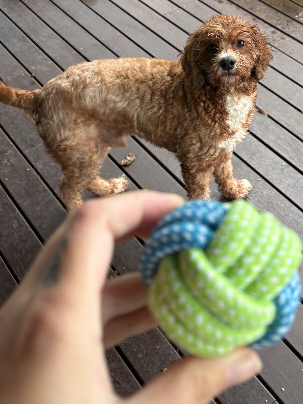 Knotted Rope Play Ball